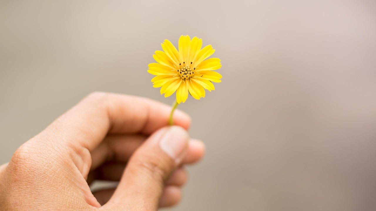 yellow flowers, flowers, hand holding flowers-2944639.jpg